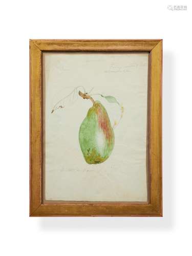 James Sowerby (British 1757-1822), Study of a pear