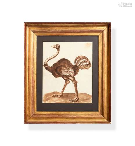 Florentine School (late 17th century), Ostrich