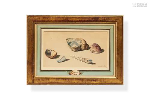 Willem van Leen (Dutch 1753 - 1825), Sea Shells