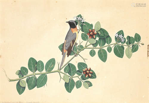 A wild corinda perched on a flowering branch Calcutta, circa 1820-30