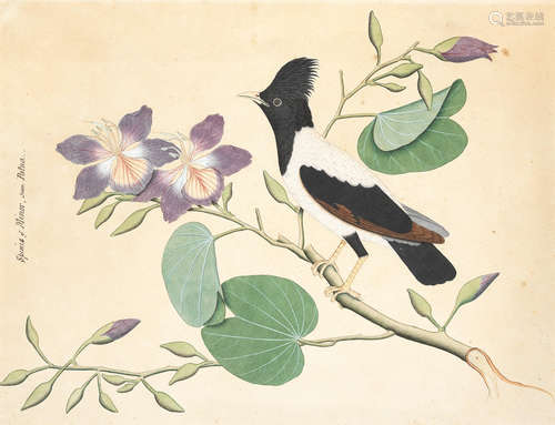 A species of minor, common to Patna Calcutta, circa 1820-30