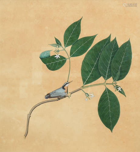 A study of a bird perched on the branch of a flowering plant Company School, Calcutta, late 18th/early 19th Century