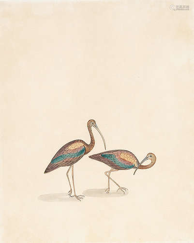 Ten studies of birds, including hoopoes, a parrot, and two pairs of wading birds Calcutta, circa 1840 (10)