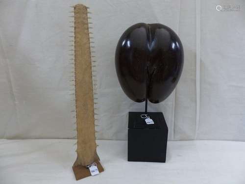 Curiosa: a coconut buttock & a sawn fish rostrum.