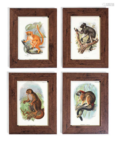 A set of twelve later framed late 19th / early 20th century coloured lithographic prints of primates