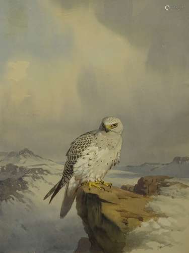 •John Cyril Harrison (1898-1985). A study of a Gyrfalcon, perched on a rock in a winter highland la