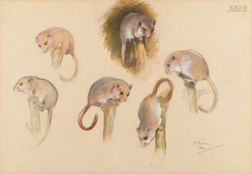 Archibald Thorburn (British, 1860-1935) Studies of field mice