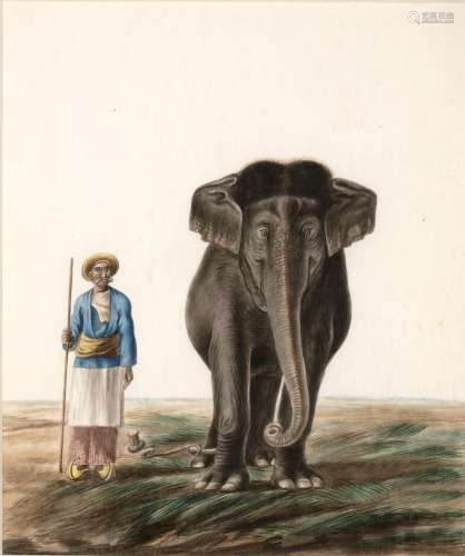 Company school painting Indian, 19th Century watercolour on paper, depicting a Mahout with his