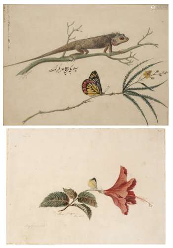 Company school painting Indian, 19th Century watercolour on paper, double sided, one side