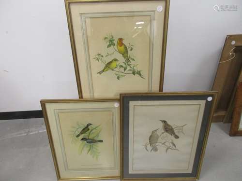 Three John Gould and H. C. Richter coloured lithographs, of ornithological subjects including '