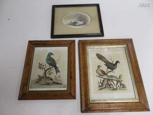 Three ornithological pictures, two after George Edwards (1694 - 1773) from Natural History of