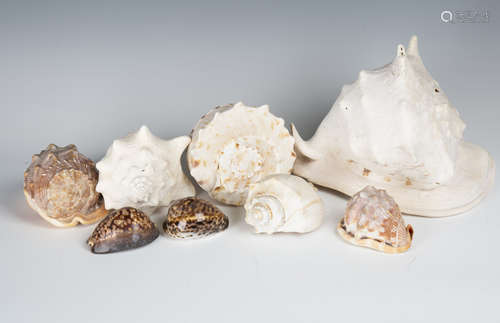 A large collection of seashells, including cowrie, conch, abalone, cone and scallop.Buyer’s