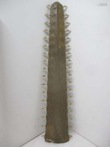 Taxidermy: circa 1900, a large sawfish rostrum (pristidae spp)