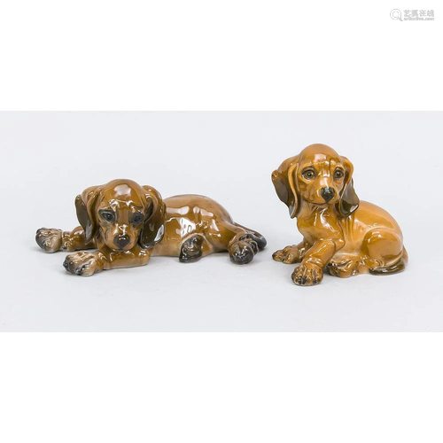 Two dachshund puppies, lying d