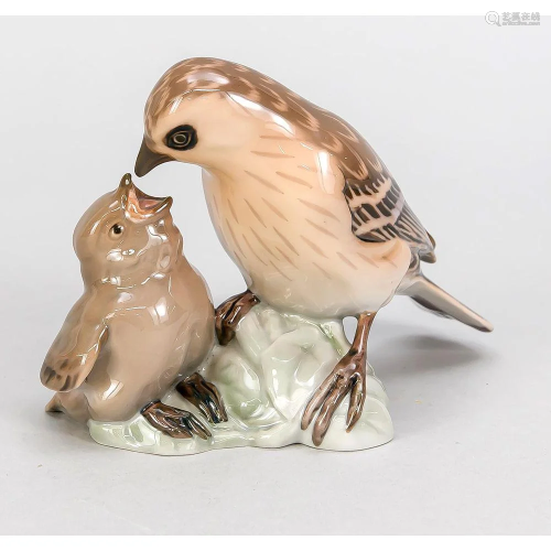 Sparrow, feeding his cub, Bing