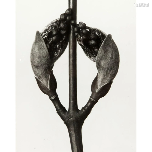 Karl Blossfeldt (1865-1932), '