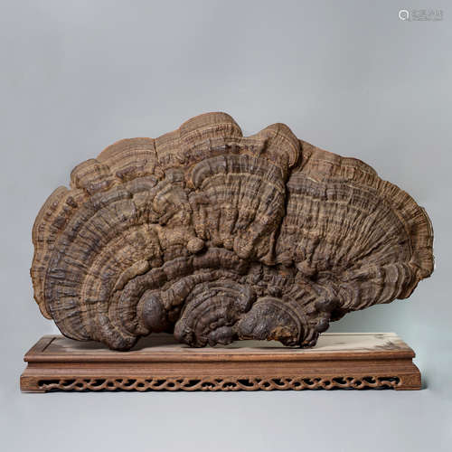 A Chinese Lucid Ganoderma