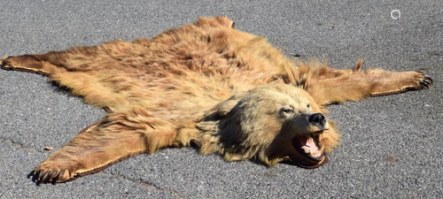 1930 ALASKA KODIAK GRIZZLY SILVER & BROWN BEAR RUG