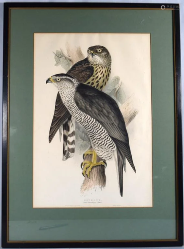 JOHN GOULD HAND COLORED GOSHAWK LITHOGRAPH