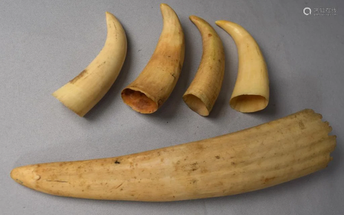 ASSEMBLED WHALE TEETH & WALRUS TUSK