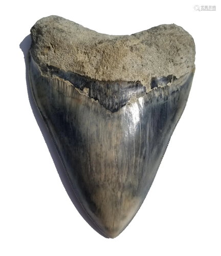 Megalodon Shark Tooth