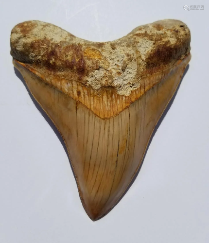 Megalodon Shark Tooth