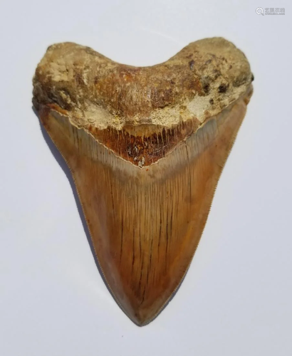 Megalodon Shark Tooth