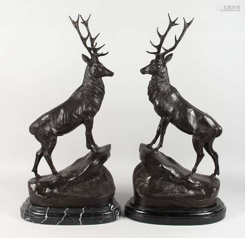 AFTER MOIGNIEZ A LARGE PAIR OF BRONZE STAGS, on marble bases. 29ins high.