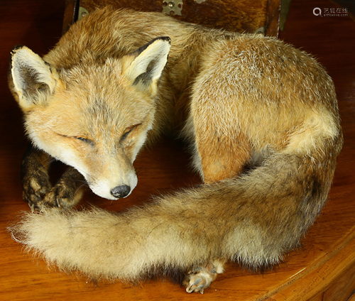 A fox depicted in a sleeping position