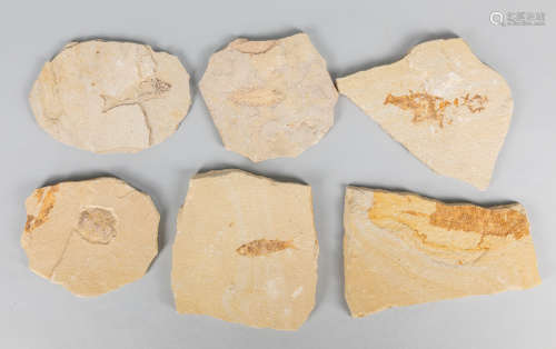 Set of Fossils Like Stone Sculpture