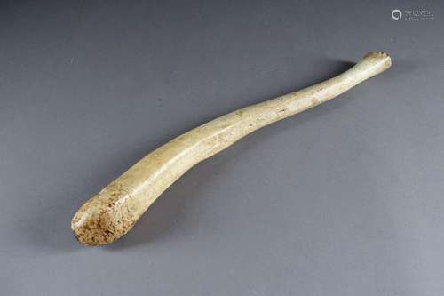 Oosik (baculum De Morse).