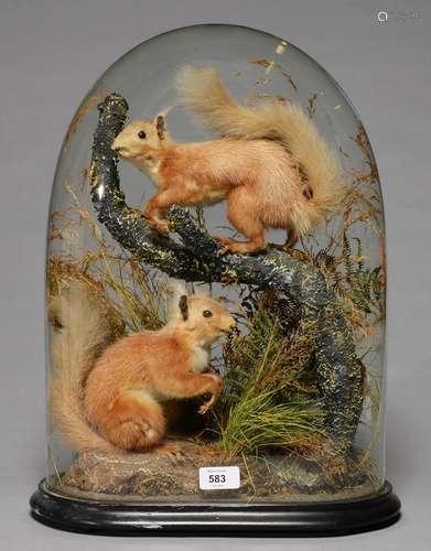 TAXIDERMY. RED SQUIRRELS, LATE 19TH / EARLY 20TH C, REALISTICALLY MOUNTED ON A BRANCH OR SEATED ON