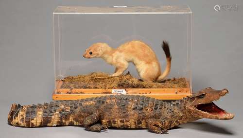 TAXIDERMY. STOAT, IN ACRYLIC CASE AND A LARGER MODEL OF A JUVENILE ALLIGATOR (2) Dusty. Alligator