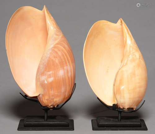 TWO VARNISHED SEASHELLS ON METAL STANDS, 24CM AND SMALLER Larger sea shell with small cut out on '