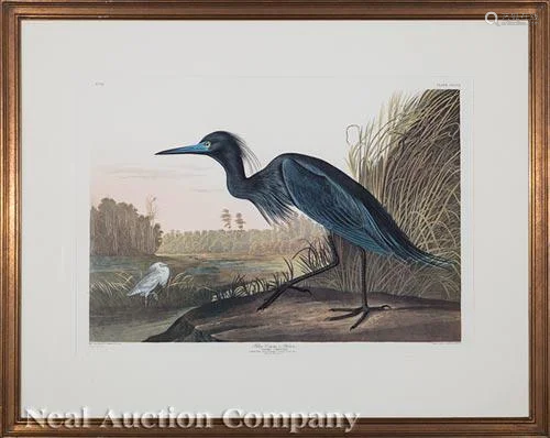 After John James Audubon (American, 1785-1851)