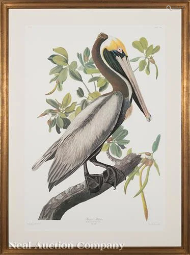 After John James Audubon (American, 1785-1851)