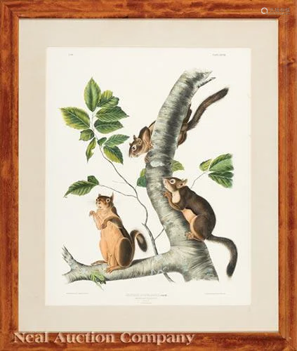 John James Audubon (American, 1785-1851)