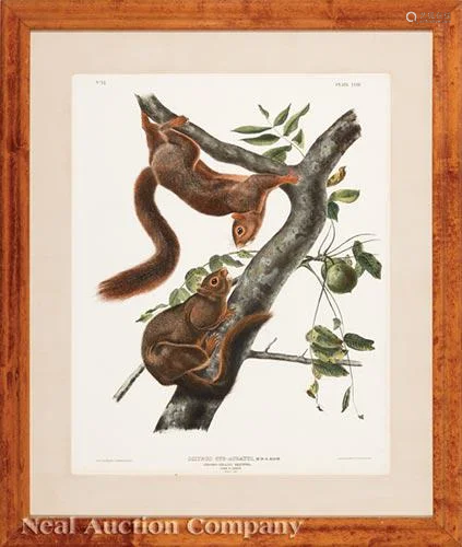 John James Audubon (American, 1785-1851)