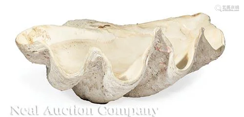 Giant Clam Shell