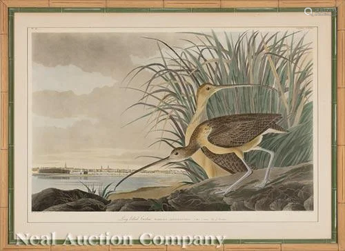 After John James Audubon (American, 1785-1851)