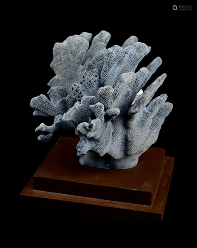 A Blue Coral Tree Fossil Specimen