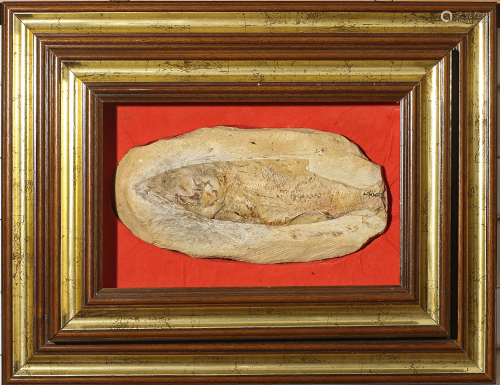 Impressive and rare Priscacara fish fossil Eoce…