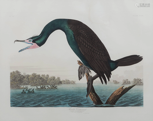 AUDUBON, John James (1785-1851).