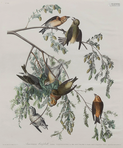 AUDUBON, John James (1785-1851).