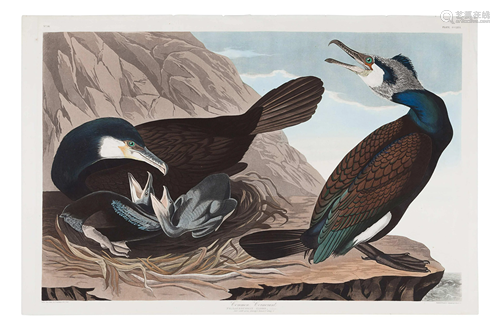 AUDUBON, John James (1785-1851).