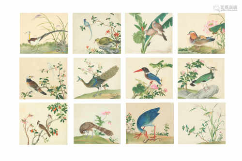A SET OF TWELVE CHINESE PAINTINGS OF TROPICAL BIRDS.