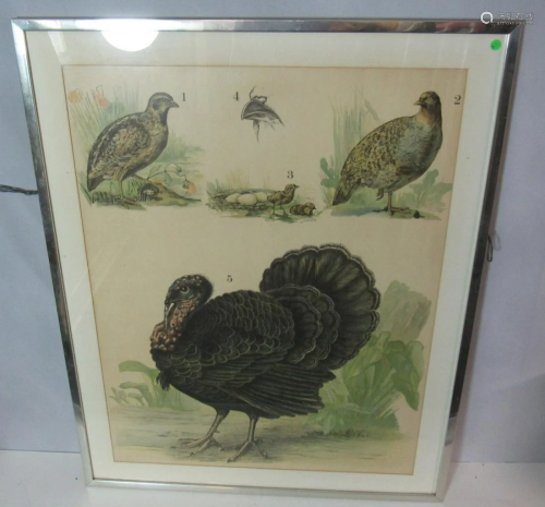 Framed Audubon Style Bird Print .