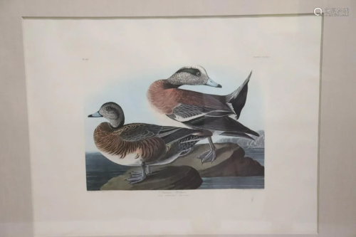 Audubon Style Print 