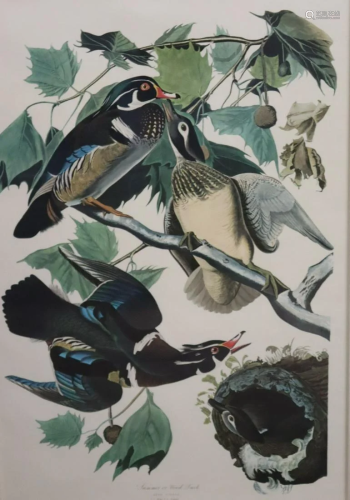 Audubon Style Bird Print