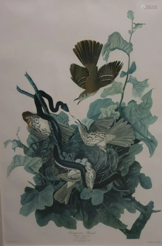 Audubon Style Framed Print 